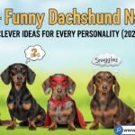 Funny Dachshund names list with cute sausage dog illustration and witty wiener dog name ideas for 2026